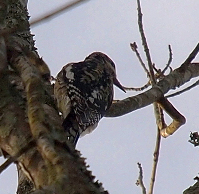 [The bird has its head turned to the right so its large bill is visible. The back coloring is black with patches of irregularly spaced white splotches. The sides of its white belly are partially visible.]